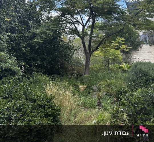 עצים ושיחים בגינה ירוקה עם שביל בטון